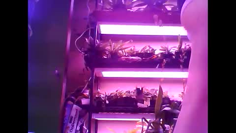 krookedorchid online show from January 15, 2026, 11:48 am