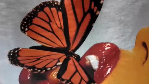 Little Violet online show from November 29, 2025, 4:15 am