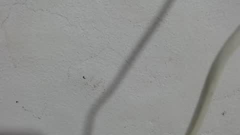 Frank and Nathy  online show from September 11, 2025, 3:56 pm