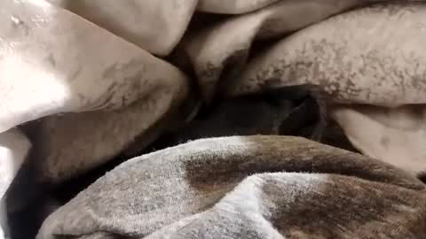 Snapshot of lvacd11 chatting on January 22, 2025, 12:38 pm Lvac11 online show from January 22, 2025, 12:38 pm