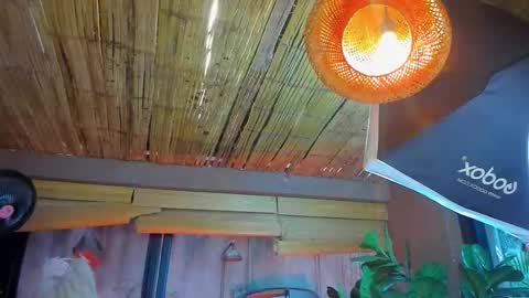 marcovitto online show from November 18, 2025, 7:29 pm