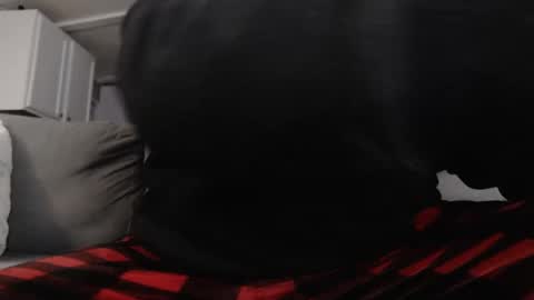 Snapshot of mrshlongboy21 chatting on January 25, 2025, 2:47 am mrshlongboy21 online show from January 25, 2025, 2:47 am