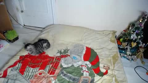 Snapshot of muse_online chatting on December 30, 2024, 8:15 pm Muse Ali online show from December 30, 2024, 8:15 pm