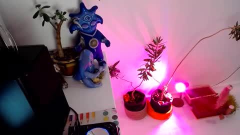 Snapshot of muse_online chatting on December 31, 2024, 2:14 pm Muse Ali online show from December 31, 2024, 2:14 pm