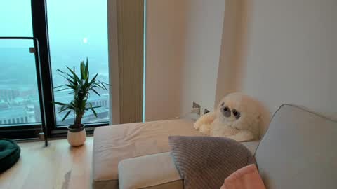 Gigi Chu  online show from February 15, 2025, 8:44 am