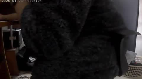 nineinchhard online show from January 3, 2025, 11:25 am