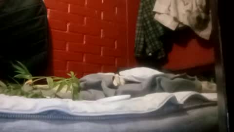 Snapshot of nocturnus1980 chatting on September 23, 2025, 5:21 am nocturnus1980 online show from September 23, 2025, 5:21 am