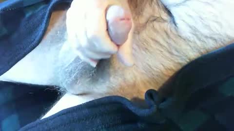 o269x2 online show from February 13, 2025, 6:38 pm