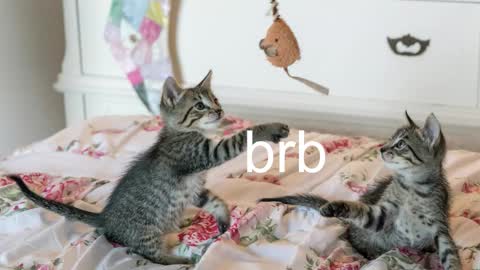 Kitty online show from November 17, 2025, 7:08 pm