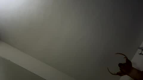 playerpleasure online show from November 9, 2025, 3:49 am