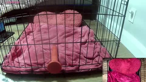 Snapshot of princessjuliaxo4 chatting on February 3, 2026, 2:53 am PrIncessJulia0X online show from February 3, 2026, 2:53 am