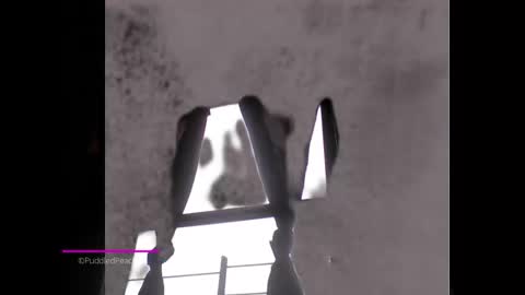 puddled_wonderland online show from January 6, 2025, 1:52 pm