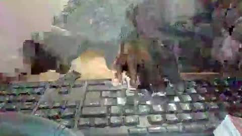 pup_y online show from January 13, 2026, 7:08 pm