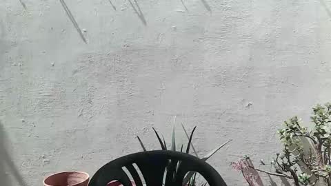 Ran online show from April 25, 2026, 11:02 am