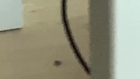 Snapshot of romanooff chatting on November 27, 2025, 4:25 am Roman online show from November 27, 2025, 4:25 am