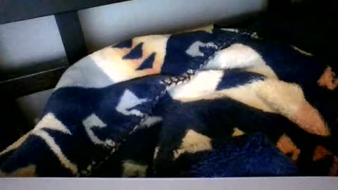 Snapshot of royboy2561 chatting on February 6, 2026, 9:45 am Roy Murrin online show from February 6, 2026, 9:45 am