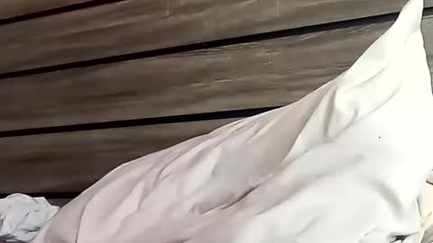 SnowBunny online show from January 24, 2025, 6:46 pm