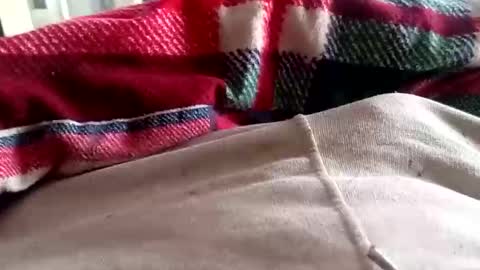 scotycar0408 online show from March 16, 2026, 8:07 am