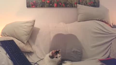 Sexurbation online show from December 20, 2025, 8:16 pm