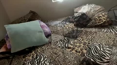 Snapshot of shamanwoman chatting on December 6, 2024, 11:57 pm Shaman Woman online show from December 6, 2024, 11:57 pm