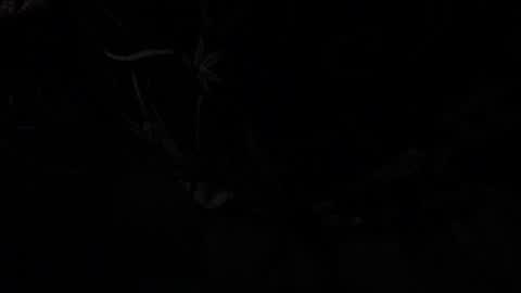 notyourdaddy online show from January 13, 2025, 10:58 am