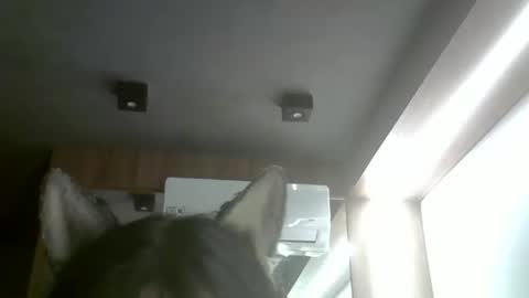 Snapshot of skinnykittencam chatting on February 1, 2026, 4:00 am skinnykittencam online show from February 1, 2026, 4:00 am