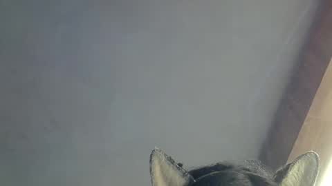 Snapshot of skinnykittencam chatting on March 15, 2026, 9:48 am skinnykittencam online show from March 15, 2026, 9:48 am