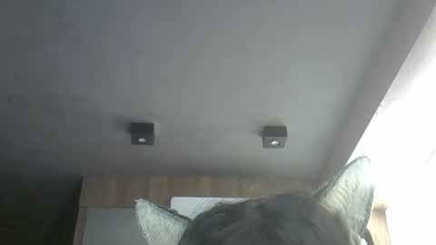 Snapshot of skinnykittencam chatting on May 12, 2026, 11:51 am skinnykittencam online show from May 12, 2026, 11:51 am