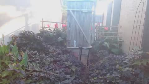 srtxshow online show from October 18, 2025, 1:23 pm