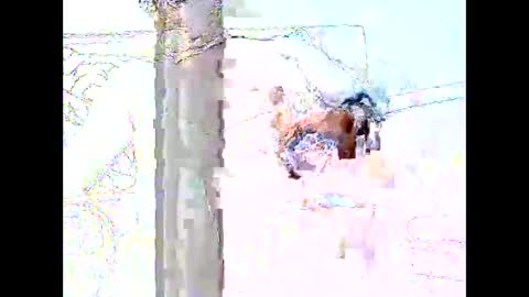 star0806666a online show from April 19, 2026, 6:10 pm