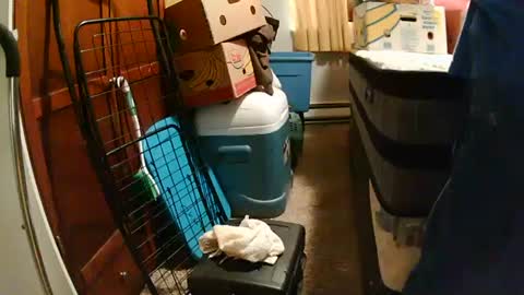 sweetcumfullofaglass online show from October 12, 2025, 8:19 pm