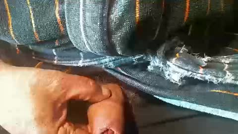 tiger1181 online show from October 18, 2025, 4:08 pm