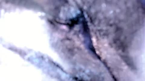 Snapshot of tshotfuckingyanzxx chatting on February 12, 2025, 3:18 am Stella Hanlon - - online show from February 12, 2025, 3:18 am