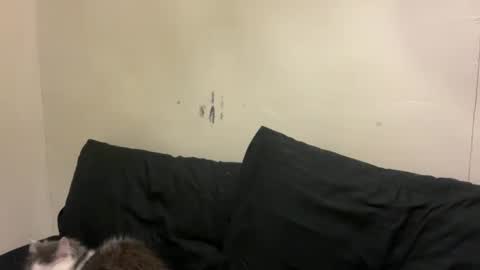 Bran online show from March 10, 2026, 1:05 pm