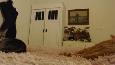 Snapshot of visceratio chatting on February 10, 2025, 6:24 pm Visceratio online show from February 10, 2025, 6:24 pm