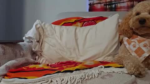 TonyDoesMiami online show from January 28, 2025, 2:43 am