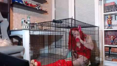 Owned by Hell On Heels online show from February 20, 2026, 7:47 pm