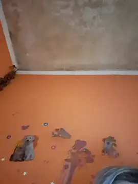 ducicsajsziii online show from February 11, 2026, 1:16 pm