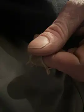 Followthepiper online show from February 5, 2025, 2:40 am