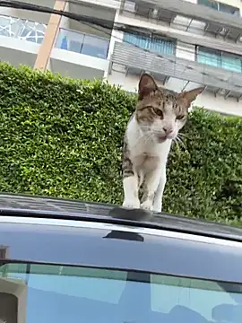 AngelinaTeller online show from April 13, 2026, 12:27 am