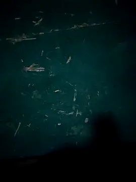 Snapshot of Rikipollav chatting on December 14, 2025, 3:45 am Rikipollav online show from December 14, 2025, 3:45 am