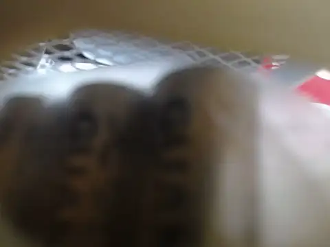 lovense test04 online show from February 11, 2026, 1:32 am