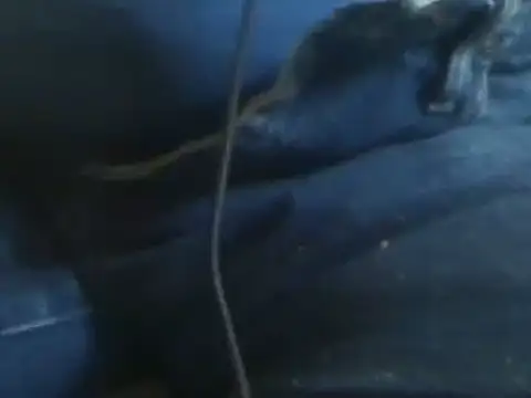 Snapshot of markluvskitty chatting on January 30, 2025, 8:42 pm markluvskitty online show from January 30, 2025, 8:42 pm