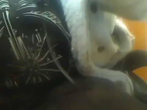 Snapshot of markluvskitty chatting on March 7, 2025, 9:06 pm markluvskitty online show from March 7, 2025, 9:06 pm