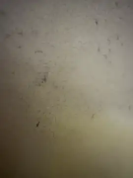 Snapshot of Gladiator_3 chatting on February 14, 2026, 11:07 am Gladiator 3 online show from February 14, 2026, 11:07 am