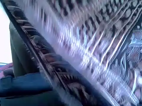 pointy bloom online show from November 22, 2025, 3:33 pm