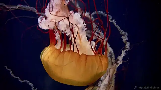 streamy test11 online show from December 5, 2024, 8:22 am