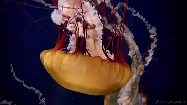 streamy test11 online show from December 13, 2024, 8:09 am