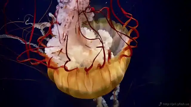 streamy test11 online show from January 15, 2025, 8:09 am