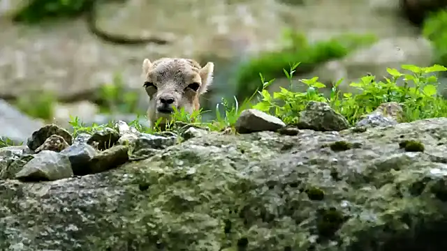 streamy test11 online show from February 3, 2025, 12:03 pm